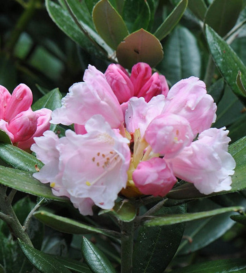 Golfer plant from Rocky Knoll Farm