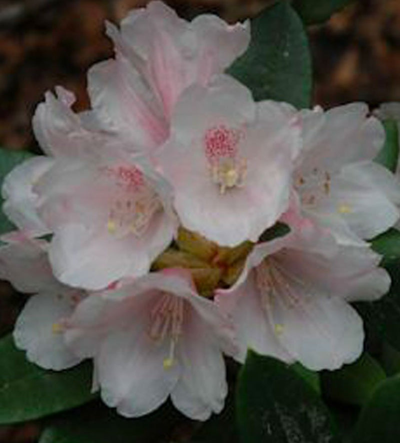 Golfer plant from Rocky Knoll Farm