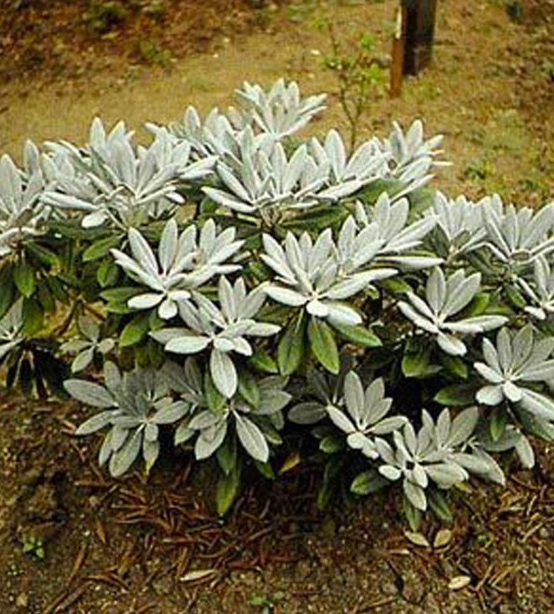 Golfer plant from Rocky Knoll Farm