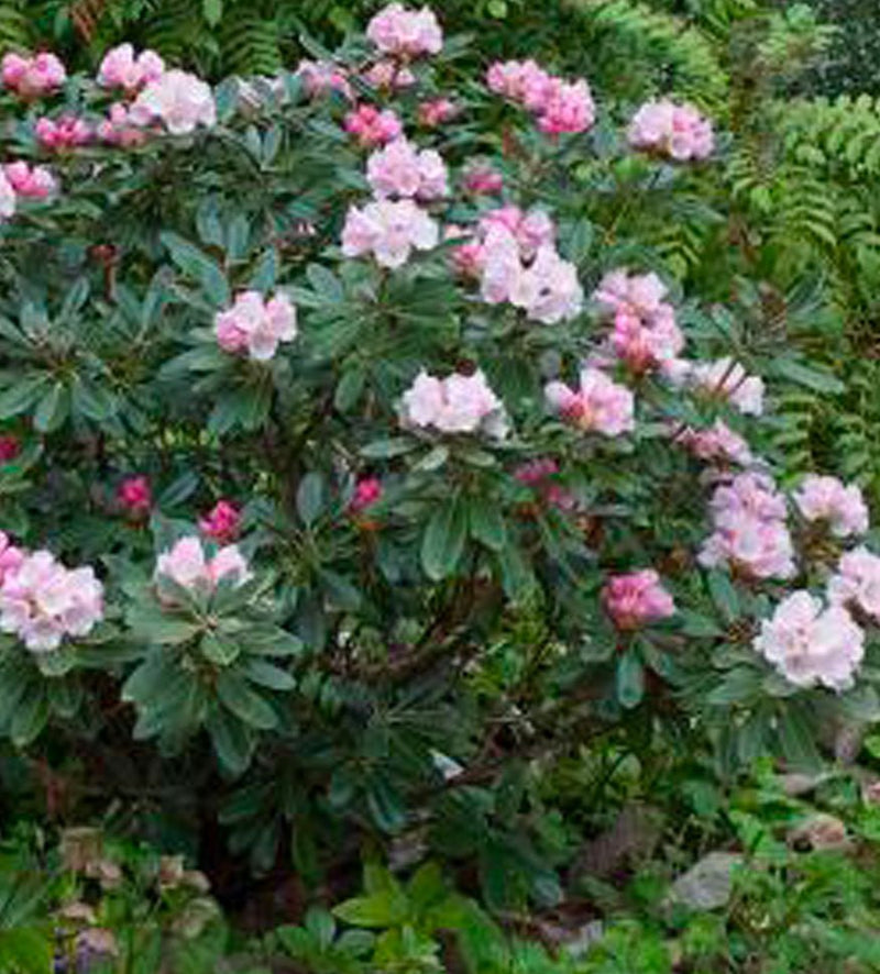 Golfer plant from Rocky Knoll Farm