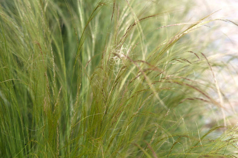 Nassella tenuissima (Mexican Feather Grass) plant from Rocky Knoll Farm