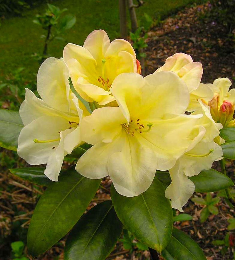 Karen Triplett plant from Rocky Knoll Farm