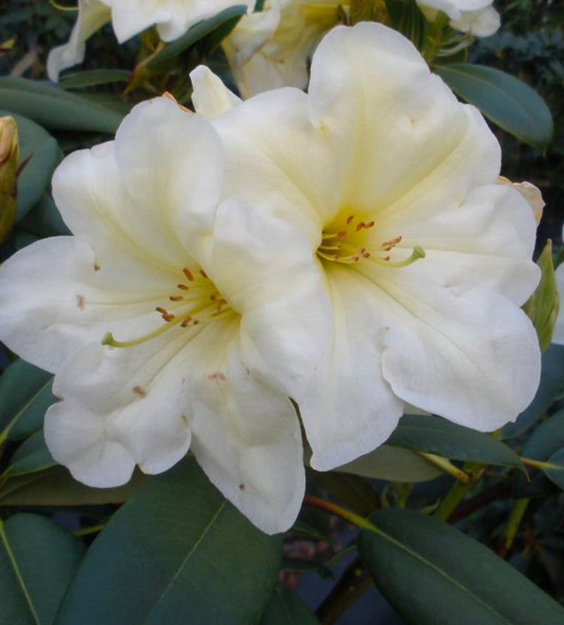 Karen Triplett plant from Rocky Knoll Farm