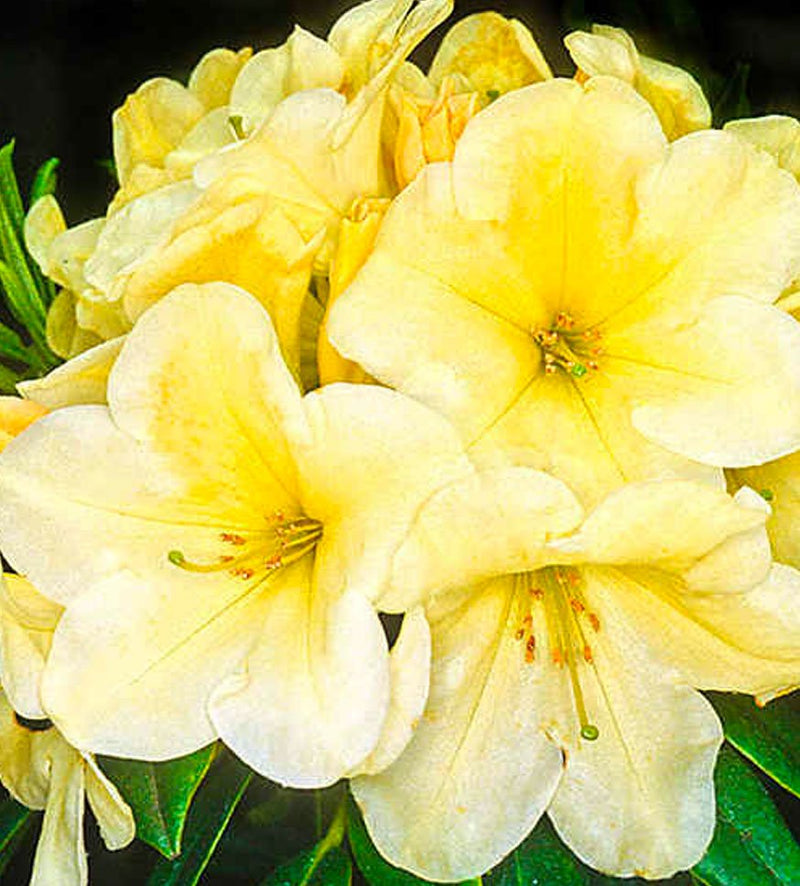 Karen Triplett plant from Rocky Knoll Farm