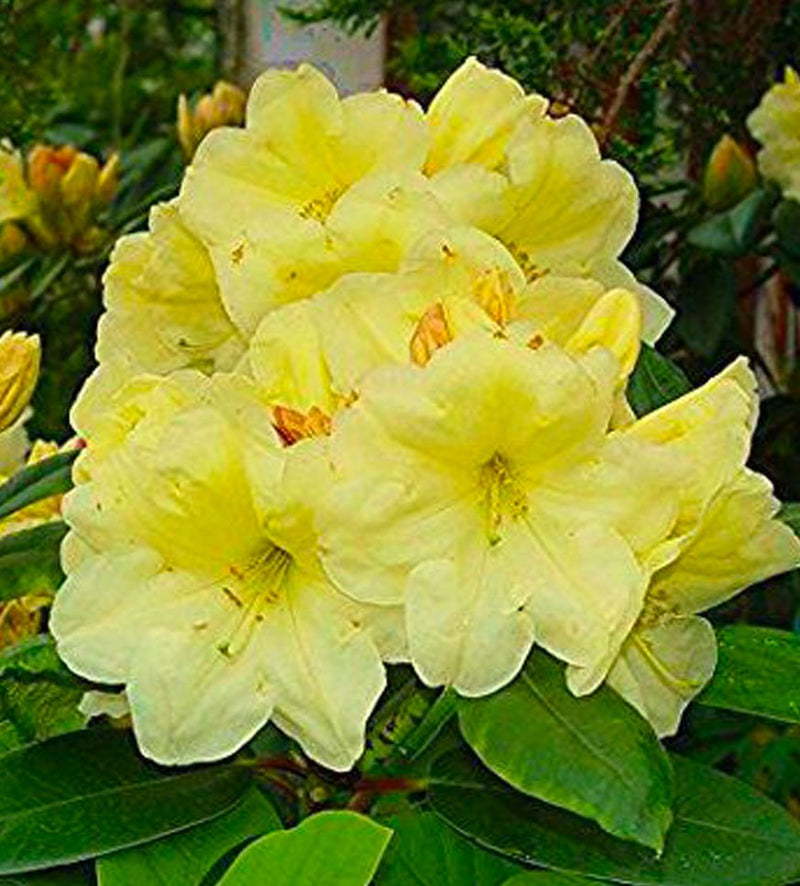 Karen Triplett plant from Rocky Knoll Farm