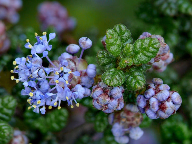 Ceanothus impressus 'Vandenberg Blueblossom' plant from Rocky Knoll Farm