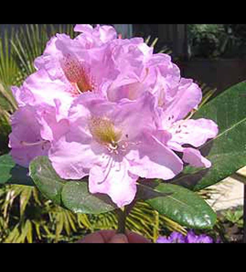 Lavender Princess plant from Rocky Knoll Farm