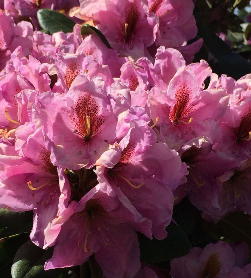 Lavender Princess plant from Rocky Knoll Farm