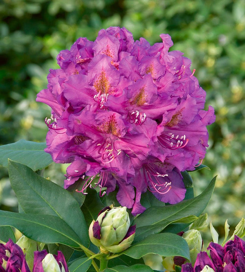 Lavender Queen plant from Rocky Knoll Farm