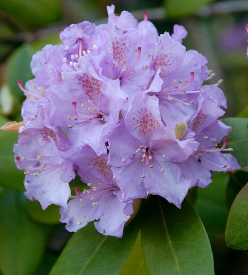Lavender Queen plant from Rocky Knoll Farm