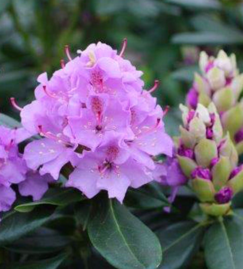 Lavender Queen plant from Rocky Knoll Farm
