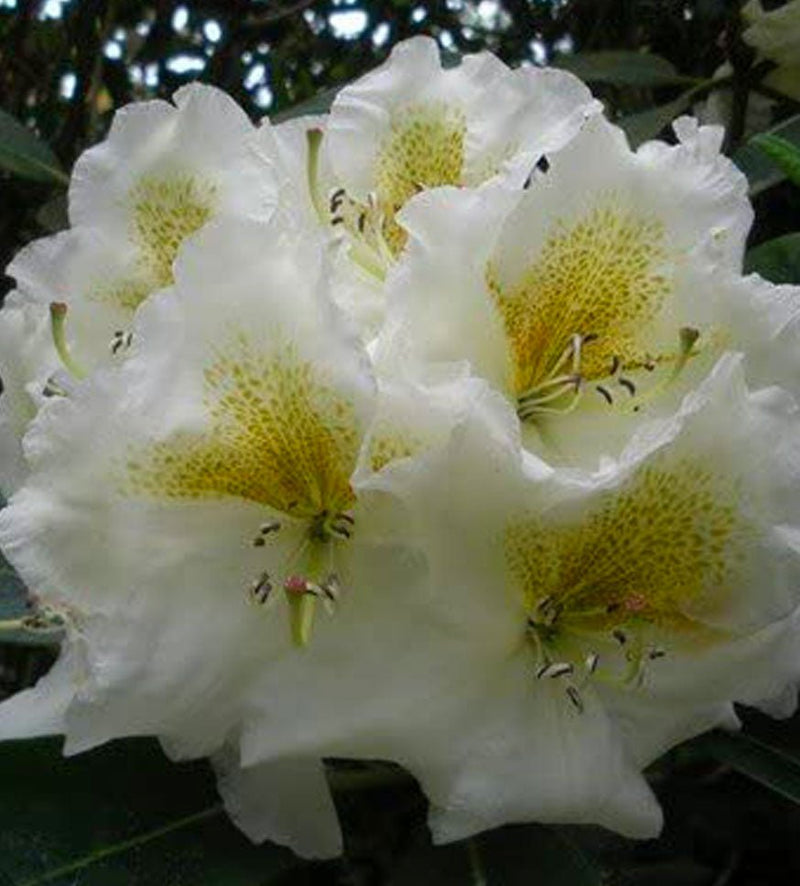 Lemon Meringue plant from Rocky Knoll Farm