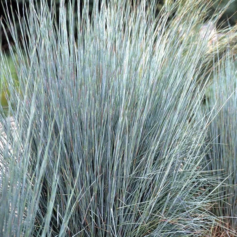 Prairie Munchkin Little Bluestem plant from Rocky Knoll Farm