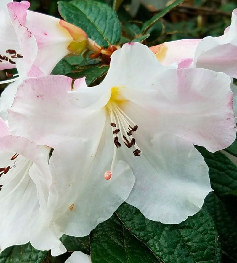 McNabii plant from Rocky Knoll Farm