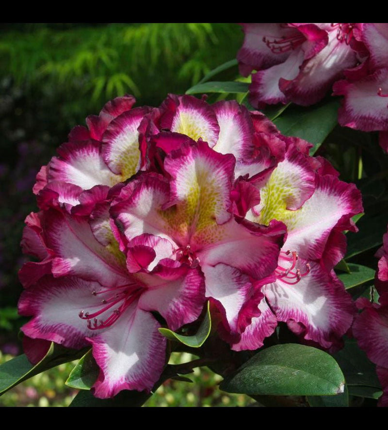 Midnight Magic plant from Rocky Knoll Farm