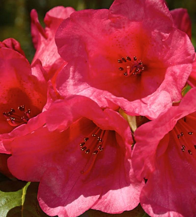 Molly Ann plant from Rocky Knoll Farm