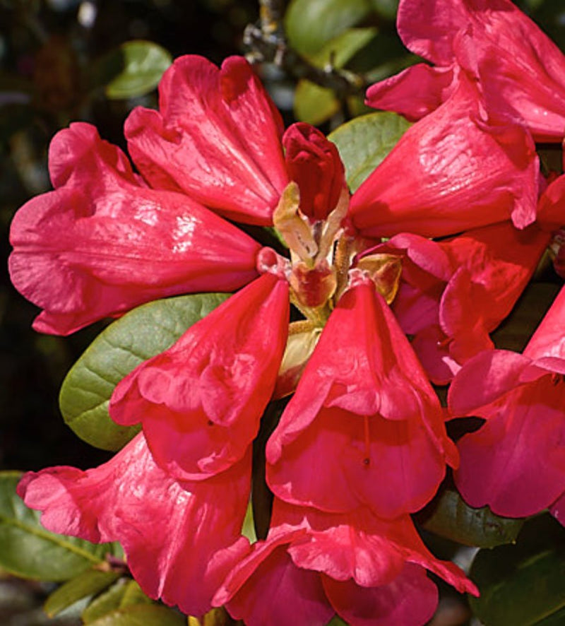 Molly Ann plant from Rocky Knoll Farm