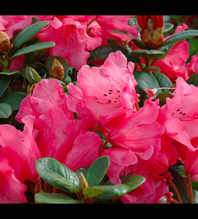 Molly Ann plant from Rocky Knoll Farm