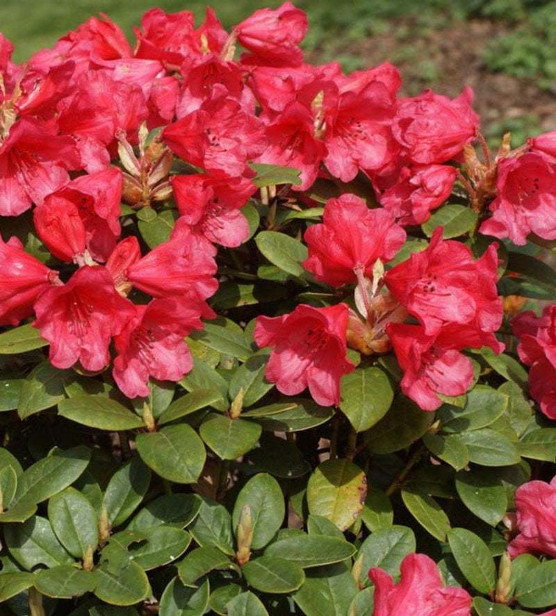 Molly Ann plant from Rocky Knoll Farm