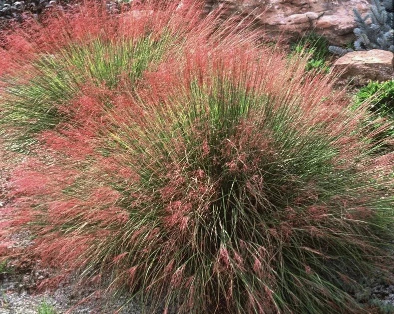 Ruby Muhly Grass Undaunted® - Muhlenbergia reverchonii plant from Rocky Knoll Farm