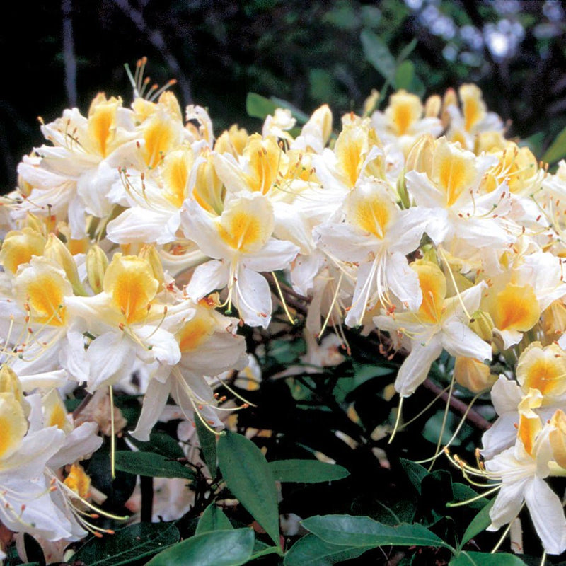 Northern Hi-Lights plant from Rocky Knoll Farm