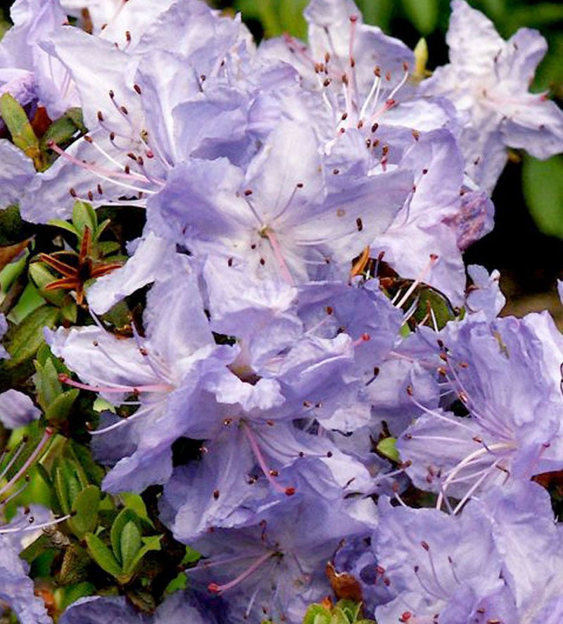 Oceanlake plant from Rocky Knoll Farm