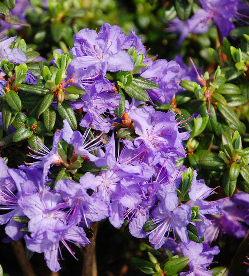 Oceanlake plant from Rocky Knoll Farm