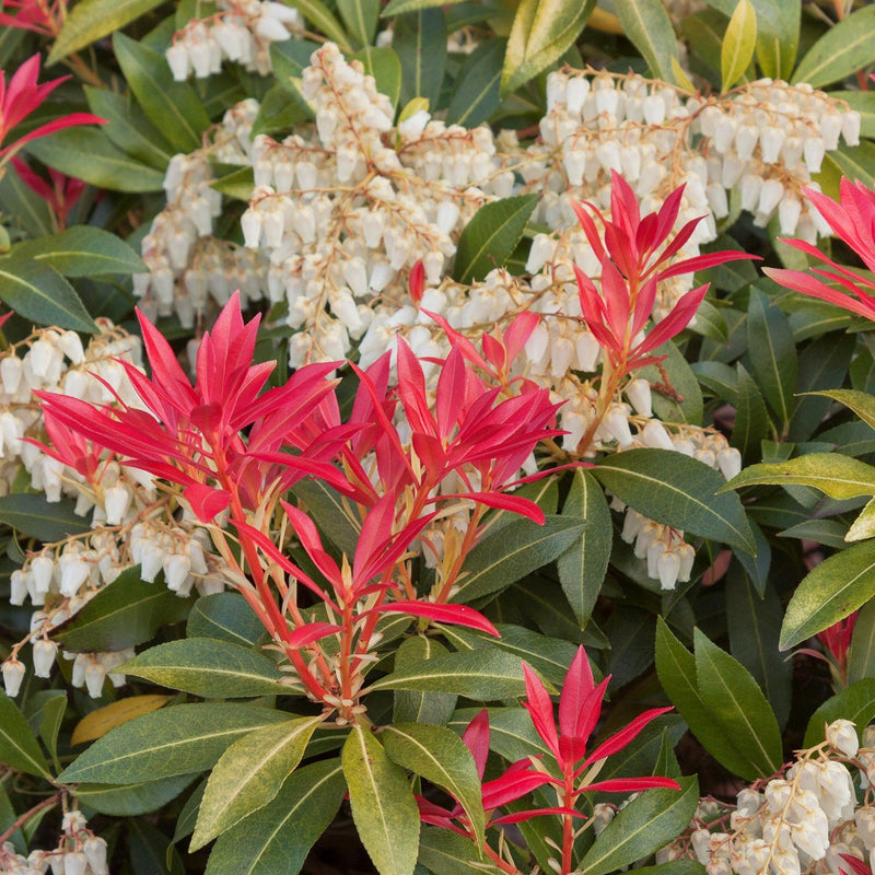 Pieris Mountain Fire plant from Rocky Knoll Farm