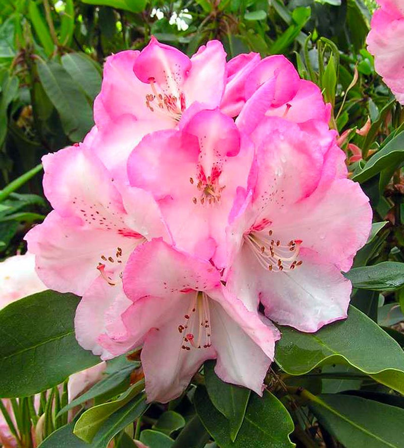 Lem's Monarch (or Pink Walloper) plant from Rocky Knoll Farm