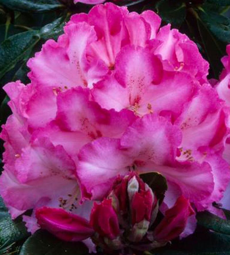 Lem's Monarch (or Pink Walloper) plant from Rocky Knoll Farm