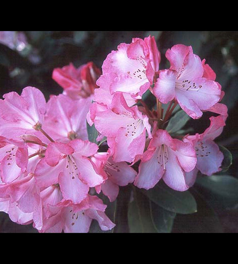 Lem's Monarch (or Pink Walloper) plant from Rocky Knoll Farm