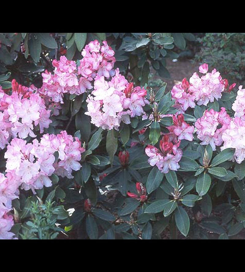 Lem's Monarch (or Pink Walloper) plant from Rocky Knoll Farm