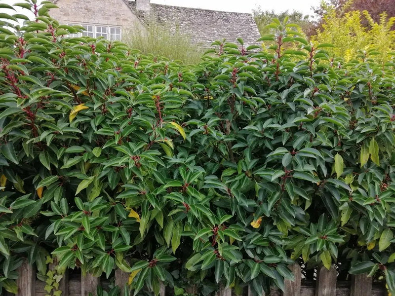 Portuguese Laurel - Prunus lusitanica plant from Rocky Knoll Farm