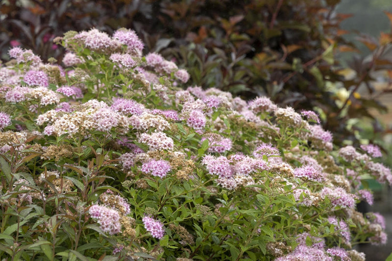 Spiraea Little Princess plant from Rocky Knoll Farm