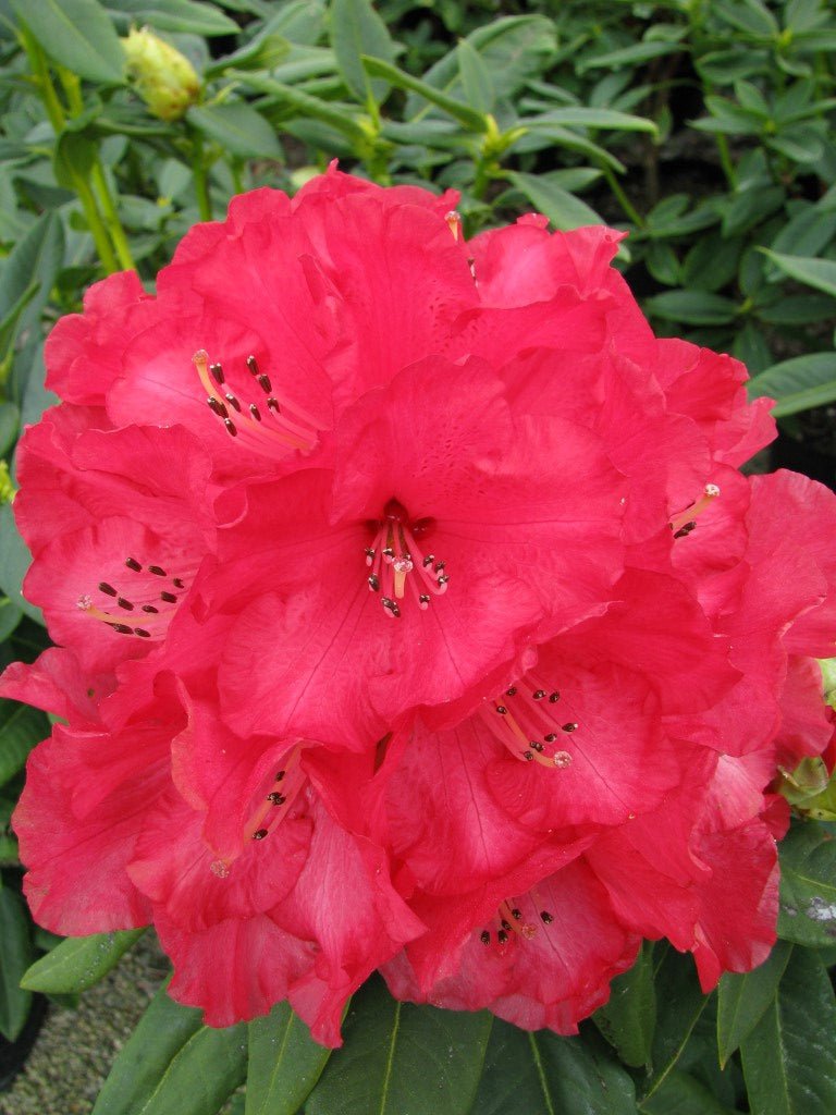Cornubia plant from Rocky Knoll Farm