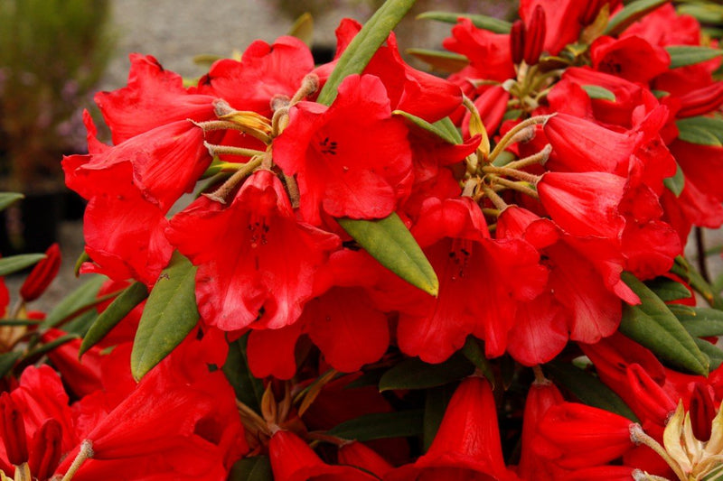 May Day plant from Rocky Knoll Farm