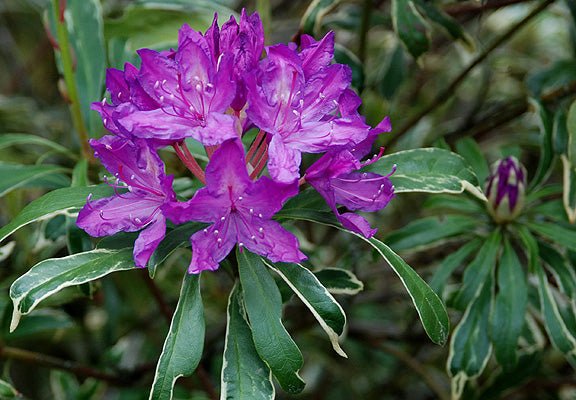 Variegated Ponticum plant from Rocky Knoll Farm