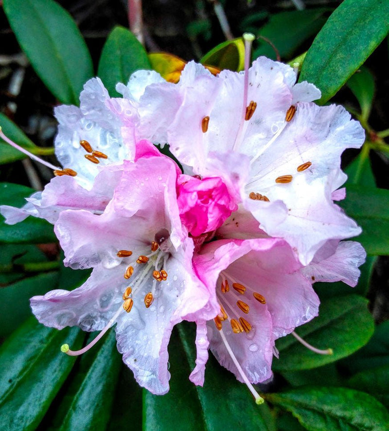 Rosamundi plant from Rocky Knoll Farm