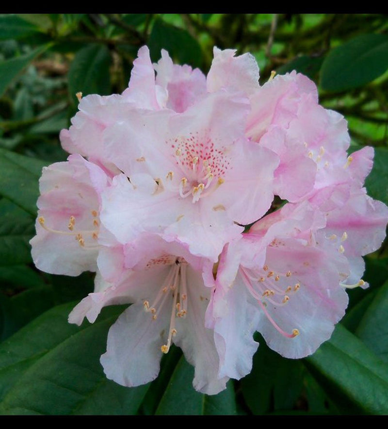 Rosamundi plant from Rocky Knoll Farm