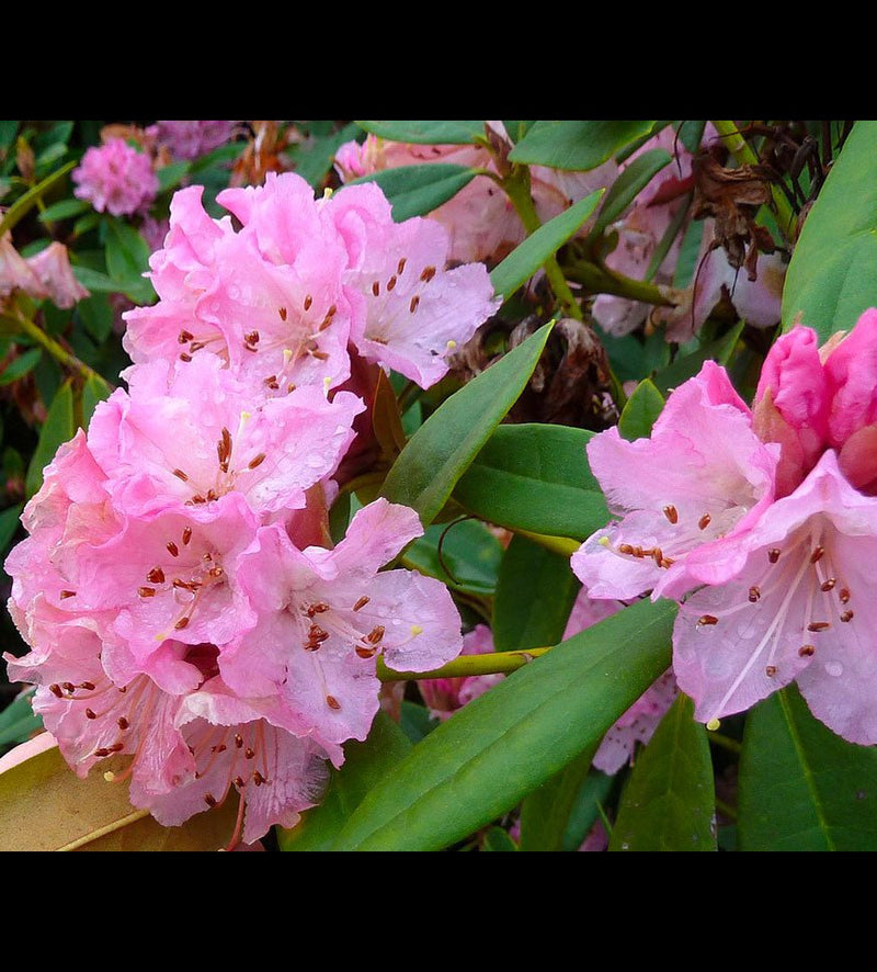 Rosamundi plant from Rocky Knoll Farm