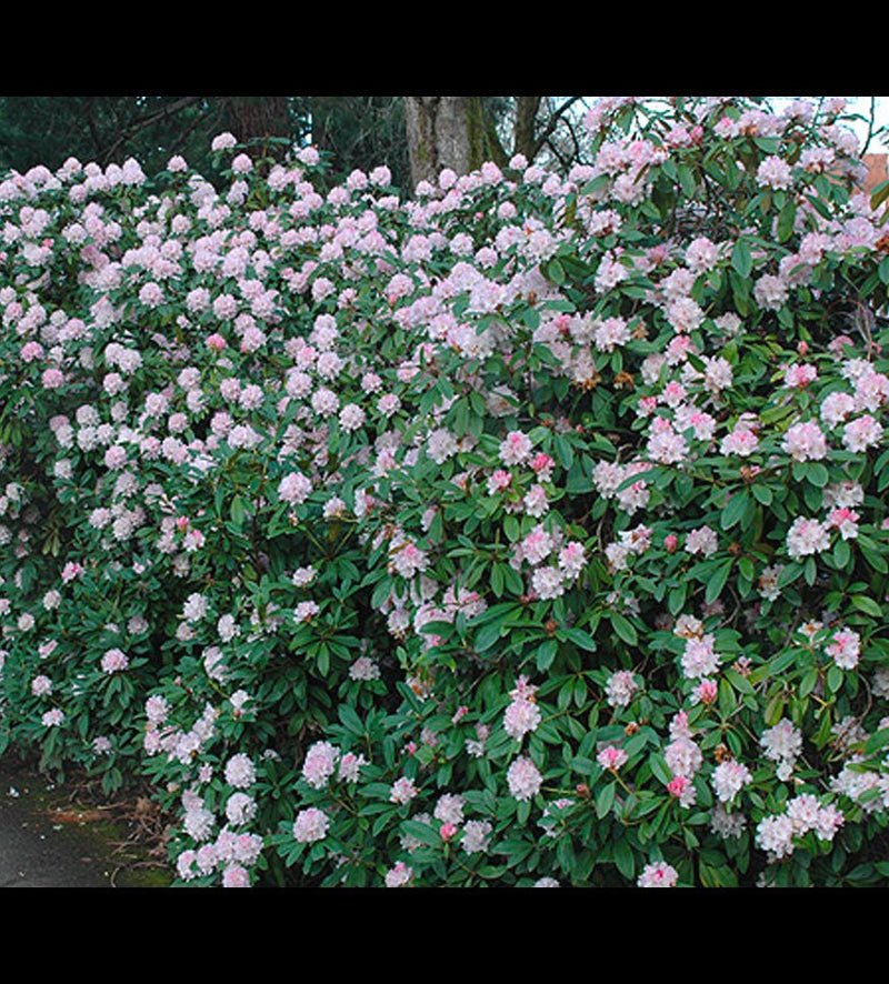 Rosamundi plant from Rocky Knoll Farm