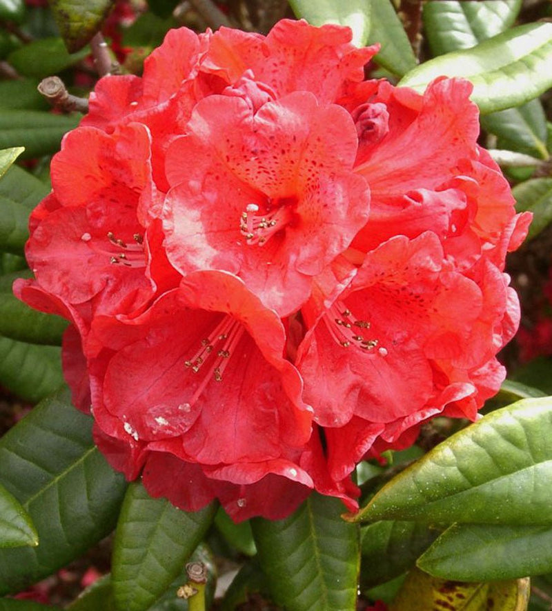 Rubicon plant from Rocky Knoll Farm