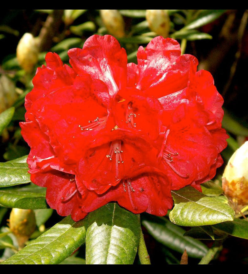 Rubicon plant from Rocky Knoll Farm