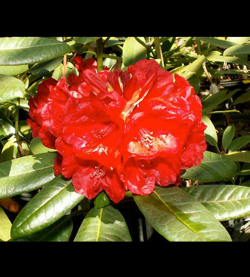 Rubicon plant from Rocky Knoll Farm