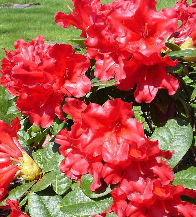 Scarlet Wonder plant from Rocky Knoll Farm