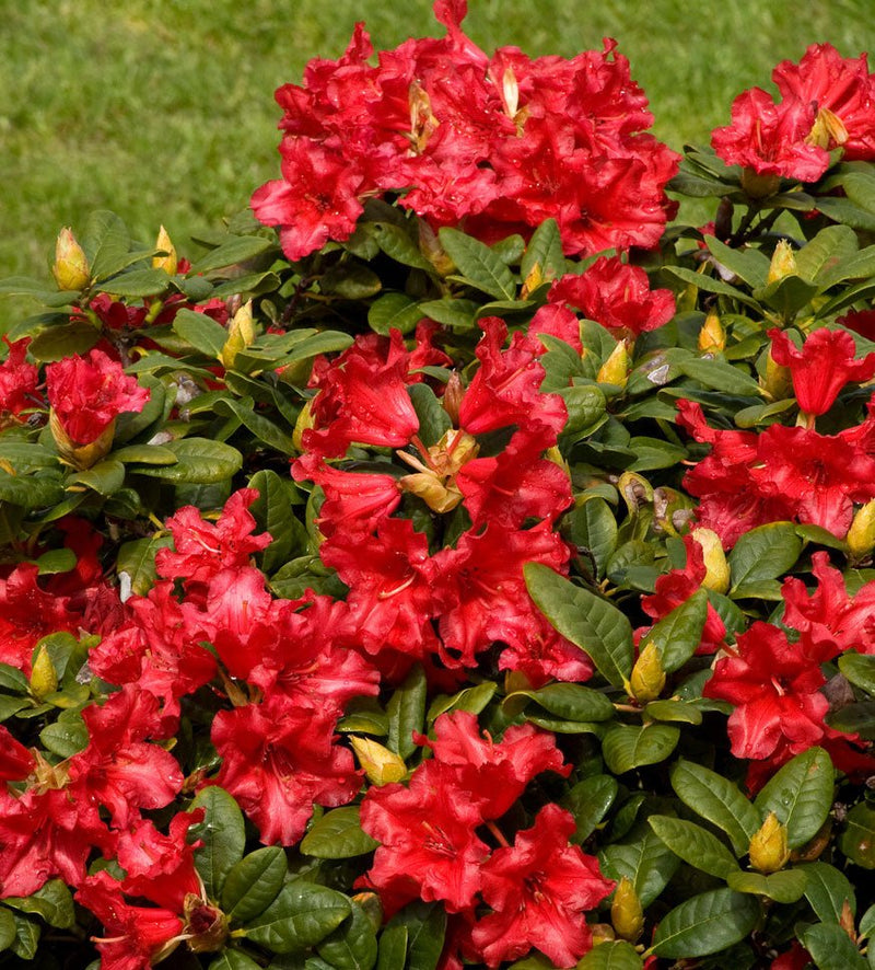 Scarlet Wonder plant from Rocky Knoll Farm