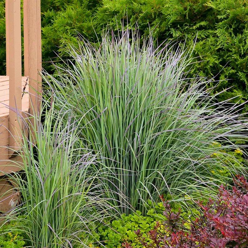 Prairie Munchkin Little Bluestem plant from Rocky Knoll Farm