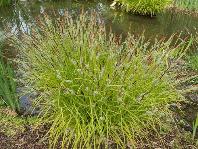 Carex elata - Bowles' Golden Sedge plant from Rocky Knoll Farm