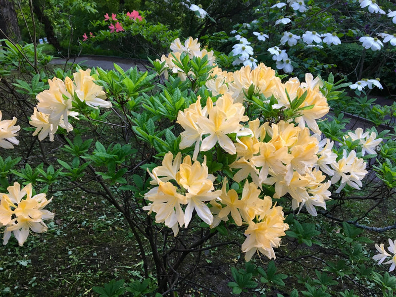 Northern Hi-Lights plant from Rocky Knoll Farm