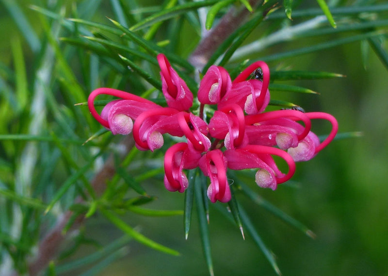 Grevillea juniperina Prickly Spider Flower plant from Rocky Knoll Farm